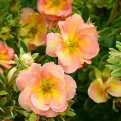 PLANTES AVENUE - Potentille arbustive double punch® peach 'minjaro01'/[-]pot de 1,5l - tuteur bambou 30/60 cm