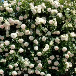 PLANTES AVENUE - Rosier grimpant palais royal® 'meiviowit' - prêt à fleurir/[-]pot de 5 litres - prêt à fleurir