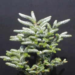 PLANTES AVENUE - Sapin de corée silberlocke/[-]pot de 5l - 40/60 cm