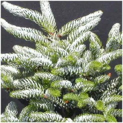 PLANTES AVENUE - Sapin de corée silberlocke/[-]pot de 3l - 20/40 cm