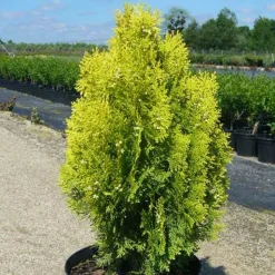 PLANTES AVENUE - Thuya du canada orientalis semperaurea/[-]pot de 7,5l - 60/80 cm