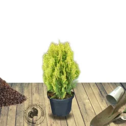 PLANTES AVENUE - Thuya du canada orientalis semperaurea/[-]pot de 7,5l - 60/80 cm