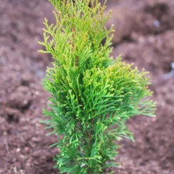 PLANTES AVENUE - Thuya du canada occidentalis emeraude/[-]pot de 4l - 40/60 cm