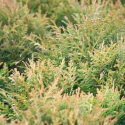 PLANTES AVENUE - Thuya du canada occidentalis danica/[-]pot de 3l - 20/40 cm