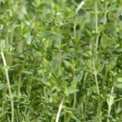 PLANTES AVENUE - Thym commum - prêt à consommer/[-]pot de 1,5l - 10/20 cm