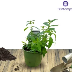 PLANTES AVENUE - Verveine citronnelle - prêt à consommer/[-]pot de 1,5l - 10/20 cm