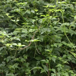 PLANTES AVENUE - Vigne d'ornement aconitifolia/[-]pot de 1,5l - tuteur bambou 30/60 cm