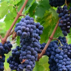 PLANTES AVENUE - Vigne fraise isabella/[-]godet - 5/20 cm