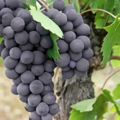 PLANTES AVENUE - Vigne fraise isabella/[-]godet - 5/20 cm