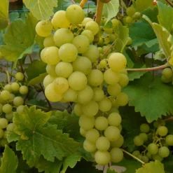 PLANTES AVENUE - Vigne fraise noah/[-]pot de 1,5l - tuteur bambou 30/60 cm