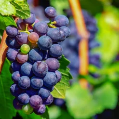 PLANTES AVENUE - Vigne vinifera attiki/[-]pot de 3l - echelle bambou 60/120 cm