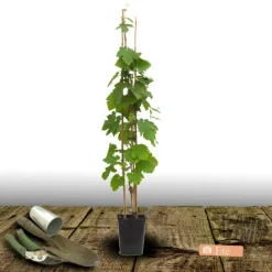 PLANTES AVENUE - Vigne vinifera attiki/[-]pot de 3l - echelle bambou 60/120 cm