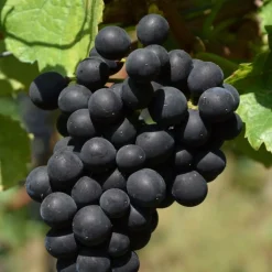 PLANTES AVENUE - Vigne vinifera autumn royal/[-]pot de 3l - echelle bambou 60/120 cm