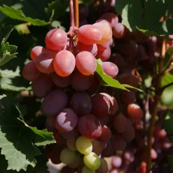 PLANTES AVENUE - Vigne vinifera crimson seedles/[-]pot de 3l - echelle bambou 60/120 cm