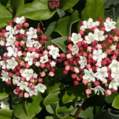 PLANTES AVENUE - Viorne, laurier tin gwenllian/[-]pot de 1,5l - 10/20 cm