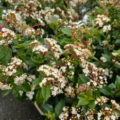 PLANTES AVENUE - Viorne, laurier tin gwenllian/[-]pot de 1,5l - 10/20 cm