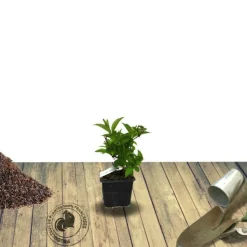 PLANTES AVENUE - Weigela florida nana purpurea/[-]pot de 1,5l - 10/20 cm