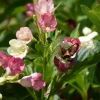 PLANTES AVENUE - Weigela marjorie/[-]pot de 1,5l - 10/20 cm