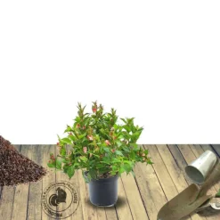 PLANTES AVENUE - Weigela marjorie/[-]pot de 1,5l - 10/20 cm