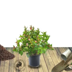 PLANTES AVENUE - Weigela marjorie/[-]pot de 1,5l - 10/20 cm