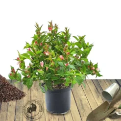 PLANTES AVENUE - Weigela marjorie/[-]pot de 1,5l - 10/20 cm