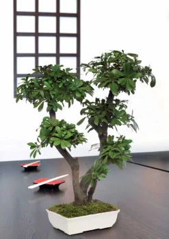 PLANTESTABILISÉE.COM - Bonsaï tobira naturel stabilisé 70 cm