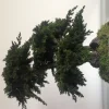 PLANTESTABILISÉE.COM - Bonsaï procumbens naturel stabilisé - arbre stabilisé - plante d'intérieur - 50 cm