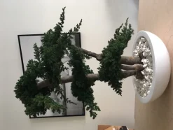 PLANTESTABILISÉE.COM - Bonsaï procumbens naturel stabilisé - arbre stabilisé - plante d'intérieur - 70 cm