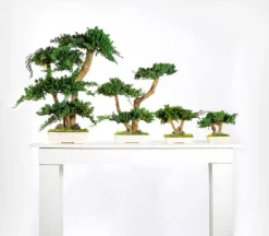 PLANTESTABILISÉE.COM - Bonsaï procumbens naturel stabilisé - arbre stabilisé - plante d'intérieur - 70 cm