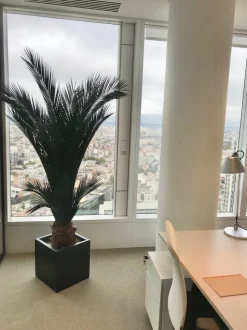 PLANTESTABILISÉE.COM - Palmier base phoenix naturel stabilisé - palmier stabilisé - palmier d'intérieur - 150 cm