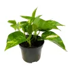 Pothos : plante Ø13cm pot