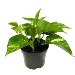 Pothos : plante Ø13cm pot