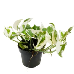 Pothos : plante Ø13cm pot