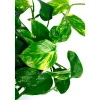 Pothos : suspension Ø15cm