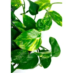 Pothos : suspension Ø15cm