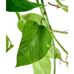 Pothos : suspension Ø15cm