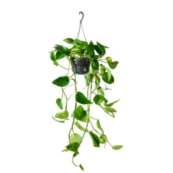 Pothos : suspension Ø15cm