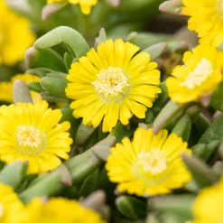 Pourpier, Portulaca oleracea : pot 3L