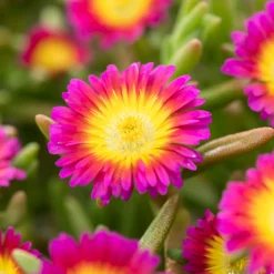 Pourpier, Portulaca oleracea : pot 3L