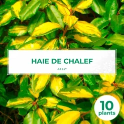 PÉPINIÈRES NAUDET - 10 elaeagnus (elaeagnus ebbingei) - haie de elaeagnus