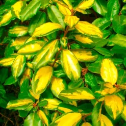 PÉPINIÈRES NAUDET - 10 elaeagnus (elaeagnus ebbingei) - haie de elaeagnus