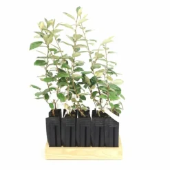 PÉPINIÈRES NAUDET - 10 elaeagnus (elaeagnus ebbingei) - haie de elaeagnus