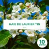 PÉPINIÈRES NAUDET - 10 laurier tin (viburnum tinus) - haie de laurier tin