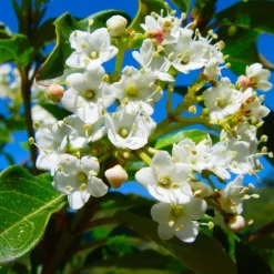 PÉPINIÈRES NAUDET - 10 laurier tin (viburnum tinus) - haie de laurier tin