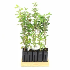 PÉPINIÈRES NAUDET - 10 laurier tin (viburnum tinus) - haie de laurier tin