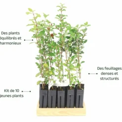 PÉPINIÈRES NAUDET - 10 laurier tin (viburnum tinus) - haie de laurier tin