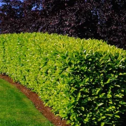 PÉPINIÈRES NAUDET - 20 lauriers cerise du caucase (prunus laurocerasus caucasica) - haie de laurier cerise du caucase