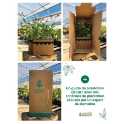 PÉPINIÈRES NAUDET - 20 lauriers cerise du caucase (prunus laurocerasus caucasica) - haie de laurier cerise du caucase