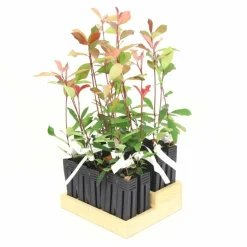 PÉPINIÈRES NAUDET - 20 photinias (photinia fraseri 'red robin') - haie de photinia