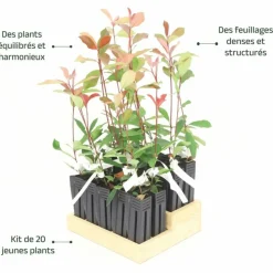 PÉPINIÈRES NAUDET - 20 photinias (photinia fraseri 'red robin') - haie de photinia